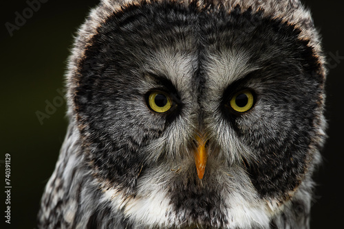 Great Grey Owl © James Lewis