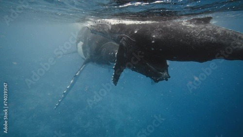 Humpback Whales In Vava'u Tonga; 4K Underwater Footage Showing The Captivating Bond Between A Mother And Calf. photo