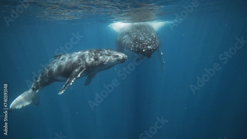 Adorable Humpback Whale Calf Looking Directly At The Camera; Underwater Red Digital Cinema; 4K. photo
