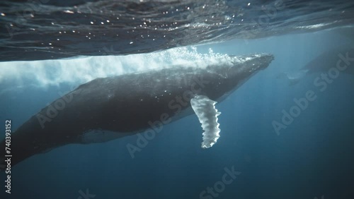 Large Male Humpback Whale Blowing A Bubble Trail To Escort Mom And Baby Calf Out Of A Heat Run; Courtship And Mating Behaviors; 4K Low Angle Underwater Shot. photo