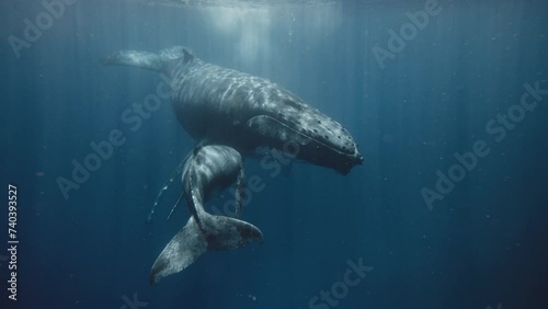 Sleeping Beauties, Underwater View Of Humpback Whales (Mom And Baby) Nursing And Resting In The Warm, Sunlit Waters Of Vava'u In The Kingdom Of Tonga. photo