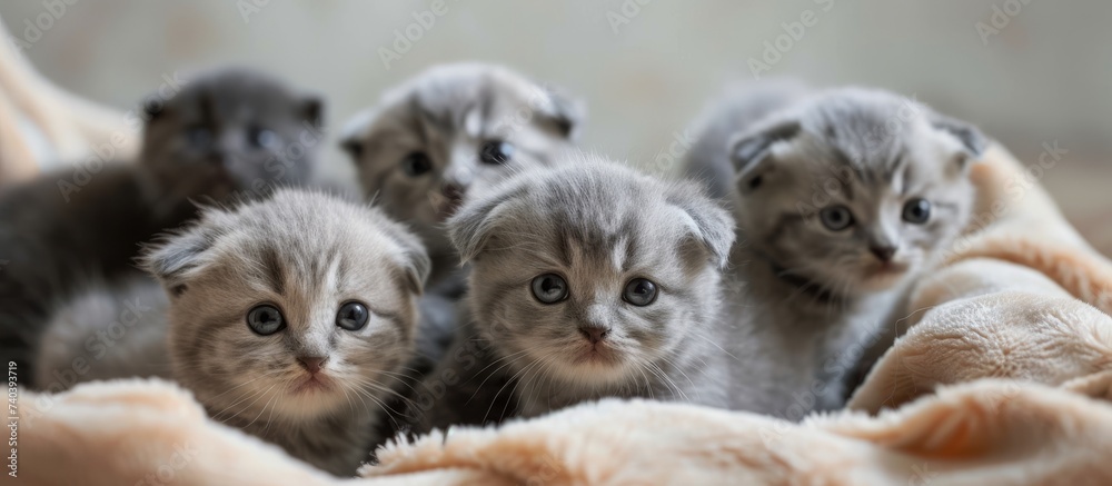 Playful group of adorable kittens lounging on a cozy blanket