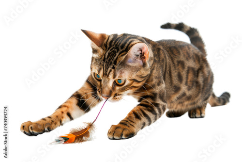 Cat playing with colorful feather, isolated on white background.
