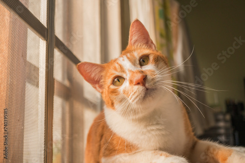 cute cats staring at something.