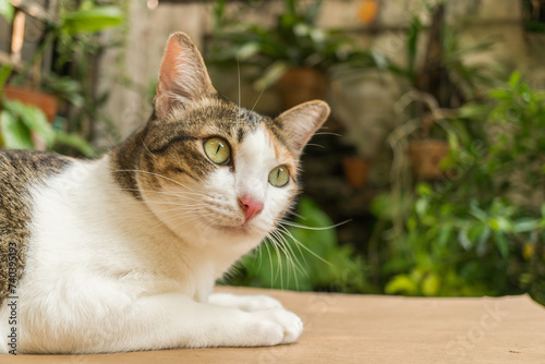cute cats staring at something.