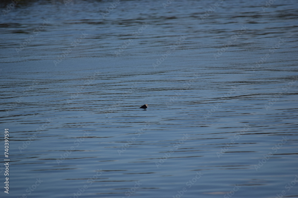 Treasure floating in calm water fort myers beach