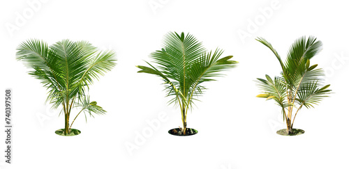 Bismarckia palm trees. (coconut tree) Planted on a lot of light green grass in the park. Isolated on white background and clipping path. 
Collection 3 trees. (png)