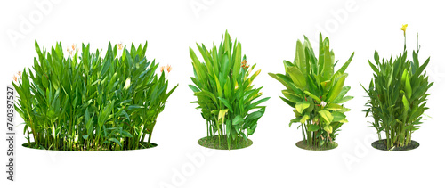 Ornamental plants and green hedges (shrubs). Heliconia is a herbaceous plant with underground rhizomes. with red-orange flowers popularly planted. Collection 4 trees. (png) photo