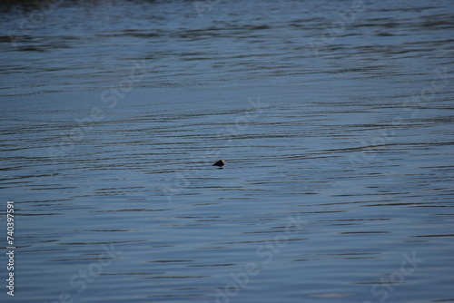 Treasure floating in calm water fort myers beach