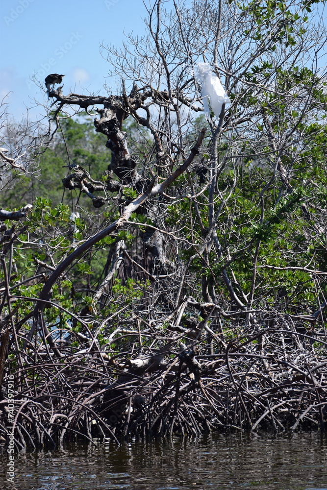 Hurricane Ian damage fort myers beach mangrove island debris