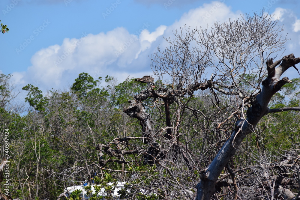 Hurricane Ian damage fort myers beach mangrove island debris