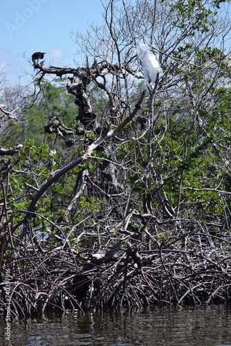 Obraz na płótnie Hurricane Ian damage fort myers beach mangrove island debris w salonie