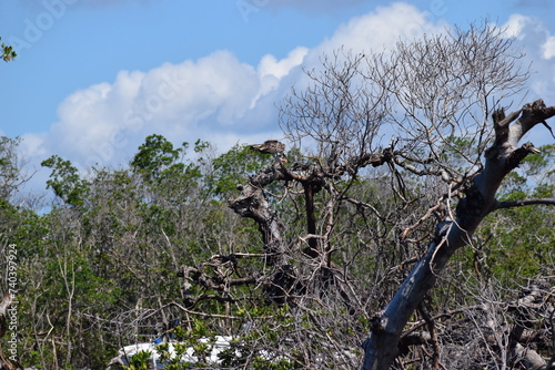 Obraz na płótnie Hurricane Ian damage fort myers beach mangrove island debris w salonie