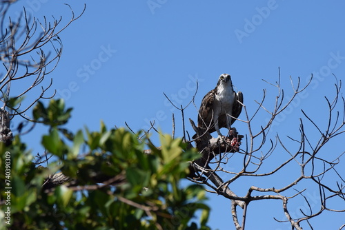 Osprey after hurricane ian fort myers florida