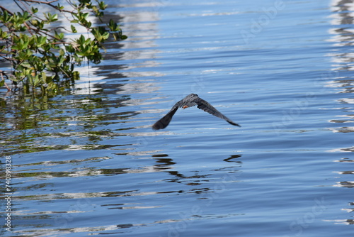 Flying v heron fort myers beach florida