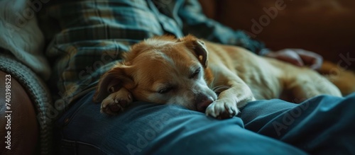 Peaceful moment: Cute dog sleeping comfortably on person's lap indoors