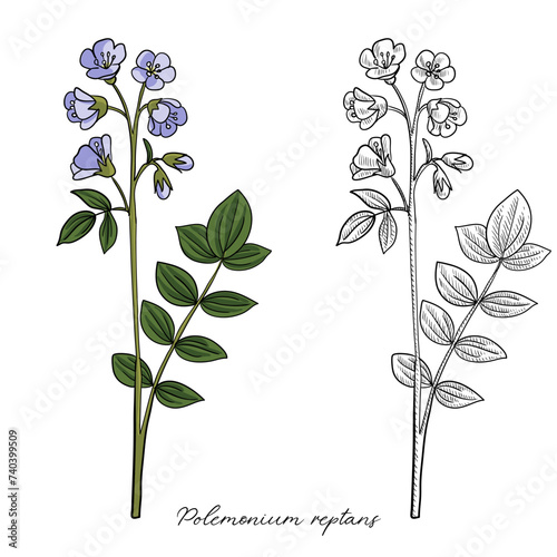 vector drawing Abscess root, Polemonium reptans, hand drawn illustration of medicinal plant