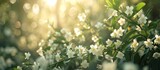 A cluster of white flowers blooming on a terrestrial plant, with the suns rays filtering through the petals. The scene resembles a stunning natural event on this shrub