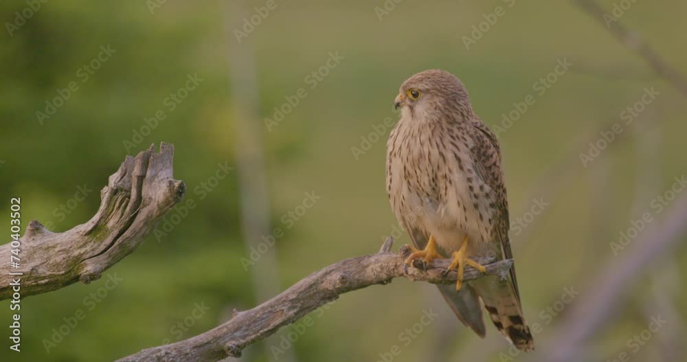 Common Kestrel, Falco Tinnunculus, Little Bird Of Prey Common Kestrel, Falco Tinnunculus, Little Bird Of Prey