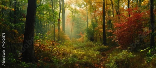 This photo showcases a diverse and colorful forest filled with numerous tall trees. © AkuAku