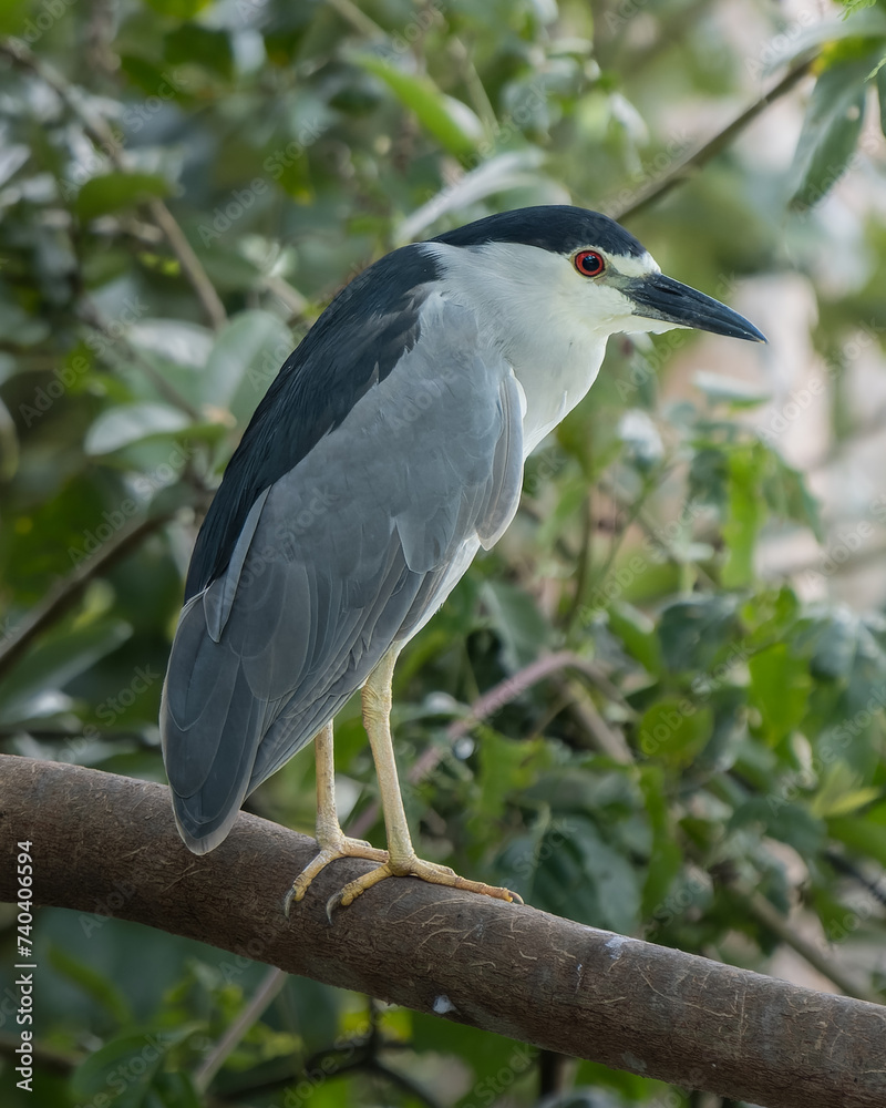 Fotografie Nycticorax nycticorax