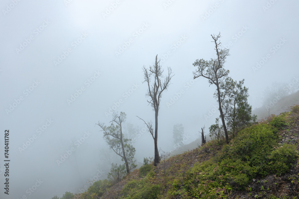 Obraz premium Trees in the mist at the slope of a hill in forest of Java 