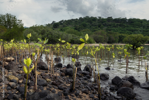 Young mangrove shoots planted as a conservation project effort at the shore of Pemuteran bay in Buleleng province, Bali photo