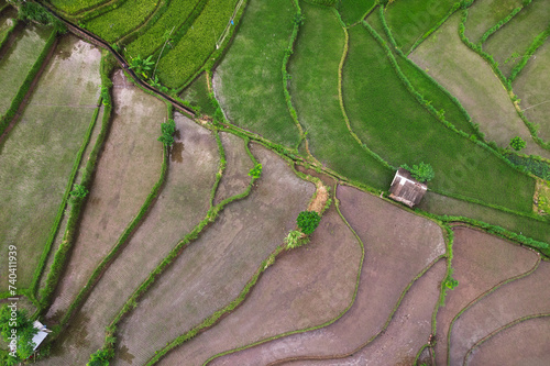 Paddy ricefiled terraces in rural part of Bali island, Karangasem district. photo