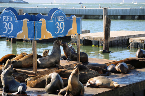 Sea lions on pier 39 photo