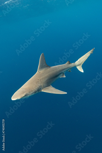 Sandbar Shark Swimming in Blue Water Hawaii