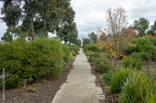 A straight concrete footpath or walkway is surrounded by a variety of Australian native plants and bushes  creating a beautifully landscaped path in a suburban neighborhood. Copy space for your design
