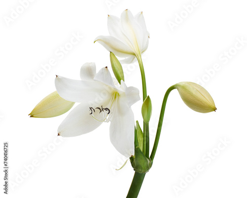Crinum moorei flowers, Natal Lily, White Lily isolated on white background 