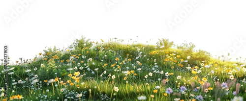 Small hill covered with wild flowers isolated on a transparent background. PNG element for landscape design background. photo