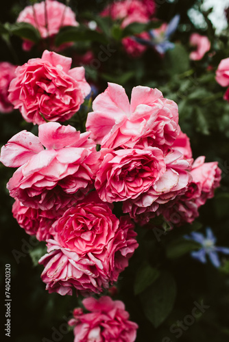 pink roses in a garden © Ekaterina