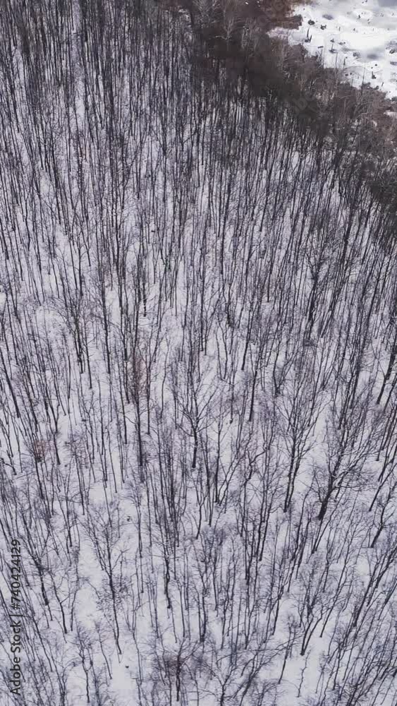 Vertical drone forest winter wood snowy white park Vertical drone forest winter wood snowy white park