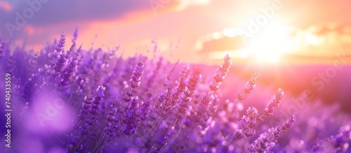 Beautiful lavender flowers blooming in the golden sunset landscape