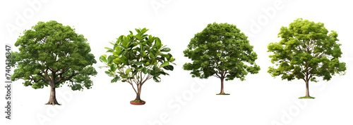 Tree for garden design Tropical species found in Asia
