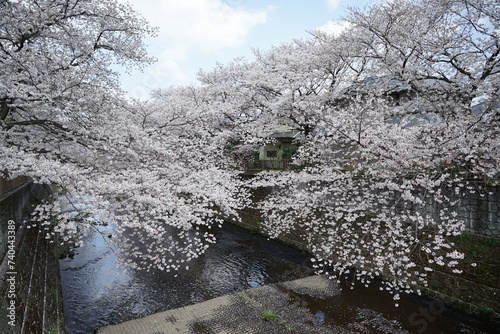 恩田川に覆いかぶさるように咲く満開の桜5