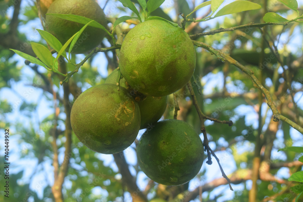 Some fresh green oranges grow on a tree
