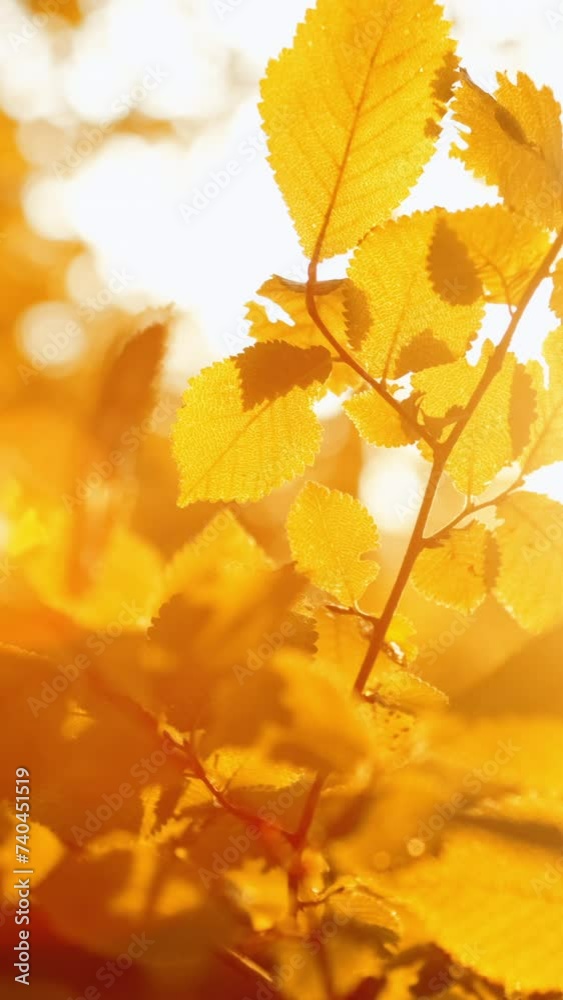 Vertical golden forest background foliage light Vertical golden forest background foliage light