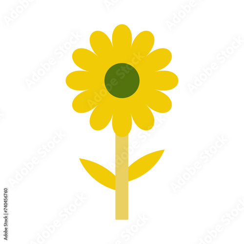 sunflower on white background