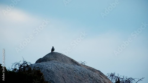 Cape Bunting passerine bird atop rock boulder silhouetted against sky photo