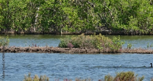 Moving to the right in flock diving for fish and whatever and then an Egret flies to the right, Little Cormorant Microcarbo niger, Thailand photo