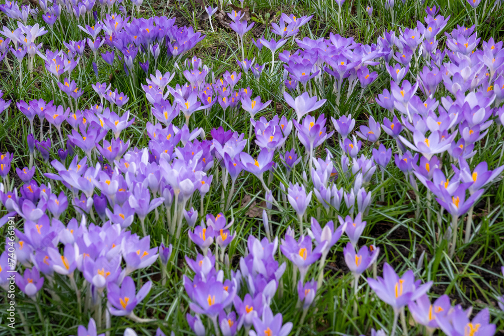 Early flowering elf crocus, Crocus tommasinianus, originally comes from