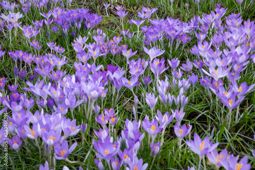 Early flowering elf crocus, Crocus tommasinianus, originally comes from Dalmatia.  It is one of the most beautiful and early-blooming wild crocuses