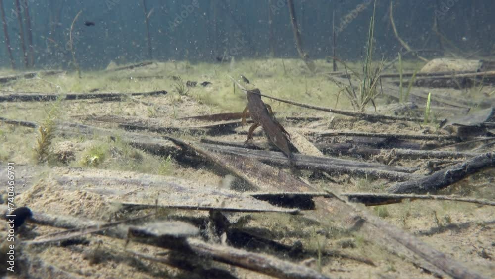 Underwater shot of female Smooth newt (Lissotriton vulgaris) rushing towards the tadpole. Estonia. Underwater shot of female Smooth newt (Lissotriton vulgaris) rushing towards the tadpole. Estonia.