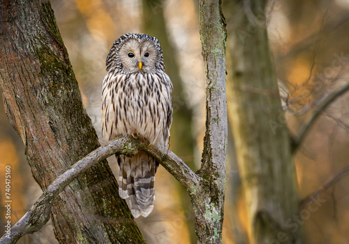 Ural owl ( Strix uralensis ) close up