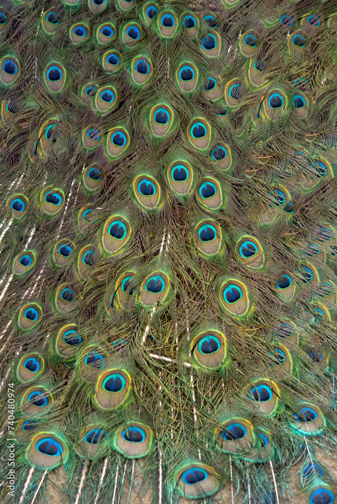 Obraz premium Green peacock feathers for a beautiful background