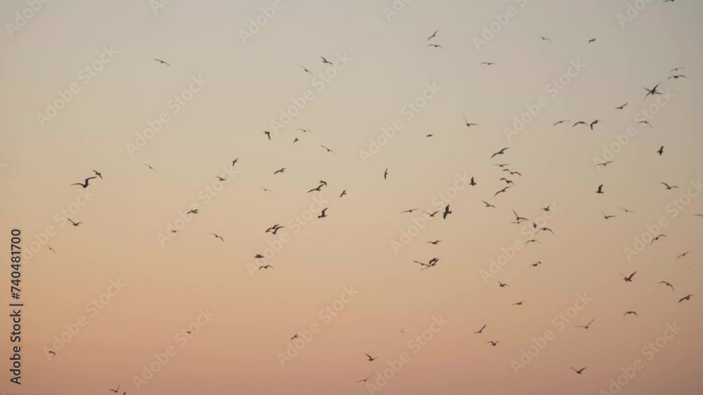 Flocks of Seagulls Silhouetted Flying in the Sky at Sunset Flocks of Seagulls Silhouetted Flying in the Sky at Sunset