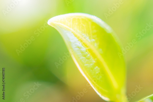 Natural plant green leaf in garden with bokeh background